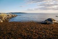 Brown laminaria on White sea bay, Russia Royalty Free Stock Photo