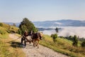 Summer landscape in Bucovina Royalty Free Stock Photo