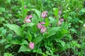 Bush of rare specieswild orchids grandiflora Lady`s Slipper Cypripedium ventricosum in a green forest grass.