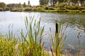 Summer landscape - a calm river with reeds and cattail along the banks and the reflection of trees in the water Royalty Free Stock Photo