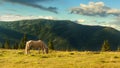Summer landscape in Carpathian mountains and the blue sky with clouds. A hors grazes in a meadow in the mountains.
