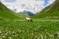 Summer landscape with Cattle eating white wild flowers