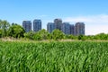 Summer landscape with clear water in lake, trees and birds in Delta Vacaresti in Bucharest, Romania, wild nature in a beautiful Royalty Free Stock Photo