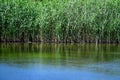 Summer landscape with clear water in lake, trees and birds in Delta Vacaresti in Bucharest, Romania, wild nature in a beautiful Royalty Free Stock Photo