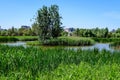 Summer landscape with clear water in lake, trees and birds in Delta Vacaresti in Bucharest, Romania, wild nature in a beautiful Royalty Free Stock Photo