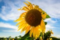 Summer landscape with close focus on single sunflower.