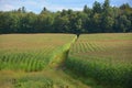 Summer landscape corn field i Royalty Free Stock Photo