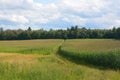 Summer landscape corn field Royalty Free Stock Photo