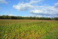 Summer landscape corn field Royalty Free Stock Photo