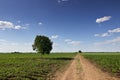 Summer landscape with country road and fields. Lonely tree. Royalty Free Stock Photo