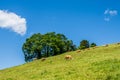 Summer landscape with cow grazing on fresh green mountain pastures