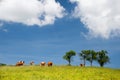 Summer landscape with cows Royalty Free Stock Photo