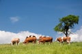 Summer landscape with cows Royalty Free Stock Photo