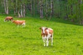 Summer landscape with cows grazing on fresh green mountain pastures.