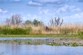 Summer landscape in Danube Delta