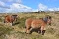 Summer landscape with Dartmoor ponies in rural Devon, UK Royalty Free Stock Photo