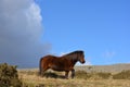 Summer landscape with Dartmoor pony in rural Devon, UK Royalty Free Stock Photo