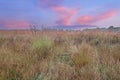 Summer, Tall Grass Prairie at Dawn Royalty Free Stock Photo