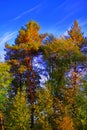 summer landscape. dense forest on a sunny day. Beautiful spruce and pine forests.An earthen road. with a blue sky. Green trees. Royalty Free Stock Photo