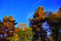 summer landscape. dense forest on a sunny day. Beautiful spruce and pine forests.An earthen road. with a blue sky. Green trees. Royalty Free Stock Photo