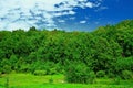 summer landscape. dense forest on a sunny day. Beautiful spruce and pine forests.An Royalty Free Stock Photo