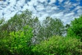 summer landscape. dense forest on a sunny day. Beautiful spruce and pine forests.An Royalty Free Stock Photo