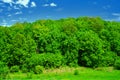 summer landscape. dense forest on a sunny day. Beautiful spruce and pine forests.An Royalty Free Stock Photo