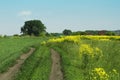 Summer landscape, dirt road on the edge of the village