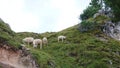 Summer landscape of the dolomites italy: mountain goats Royalty Free Stock Photo