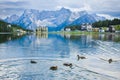 Summer landscape with ducks on Misurina lake Royalty Free Stock Photo