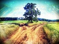 Dusty country road between wheat fields and solitare oak tree Royalty Free Stock Photo