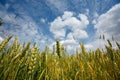 Summer landscape with the ears of corn Royalty Free Stock Photo