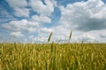 Summer landscape with the ears of corn Royalty Free Stock Photo