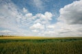 Summer landscape with the ears of corn Royalty Free Stock Photo