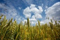 Summer landscape with the ears of corn Royalty Free Stock Photo