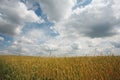 Summer landscape with the ears of corn Royalty Free Stock Photo