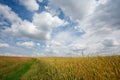 Summer landscape with the ears of corn Royalty Free Stock Photo