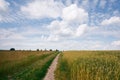 Landscape with the ears of corn Royalty Free Stock Photo