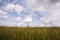 Summer landscape with the ears of corn Royalty Free Stock Photo