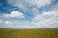 Summer landscape with the ears of corn Royalty Free Stock Photo