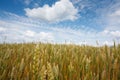 Summer landscape with the ears of corn Royalty Free Stock Photo