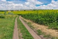 Summer landscape with an earth road between meadow and flowering sunflower field Royalty Free Stock Photo