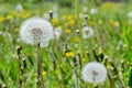 Faded fluffy dandelion florets milk-witch gowan on a background of a blossoming meadow. Royalty Free Stock Photo