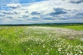 Summer landscape with a field, blue sky and white clouds Royalty Free Stock Photo