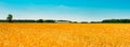 A summer landscape with field of corn under blue sky Royalty Free Stock Photo