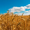 A summer landscape with field of corn under blue sky Royalty Free Stock Photo