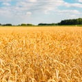 A summer landscape with field of corn under blue sky Royalty Free Stock Photo