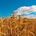 A summer landscape with field of corn under blue sky Royalty Free Stock Photo
