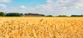 A summer landscape with field of corn under blue sky Royalty Free Stock Photo