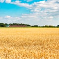 A summer landscape with field of corn under blue sky Royalty Free Stock Photo